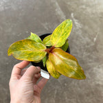 Philodendron 'Quad Color' | Seller's Choice, Hong Kong Collection