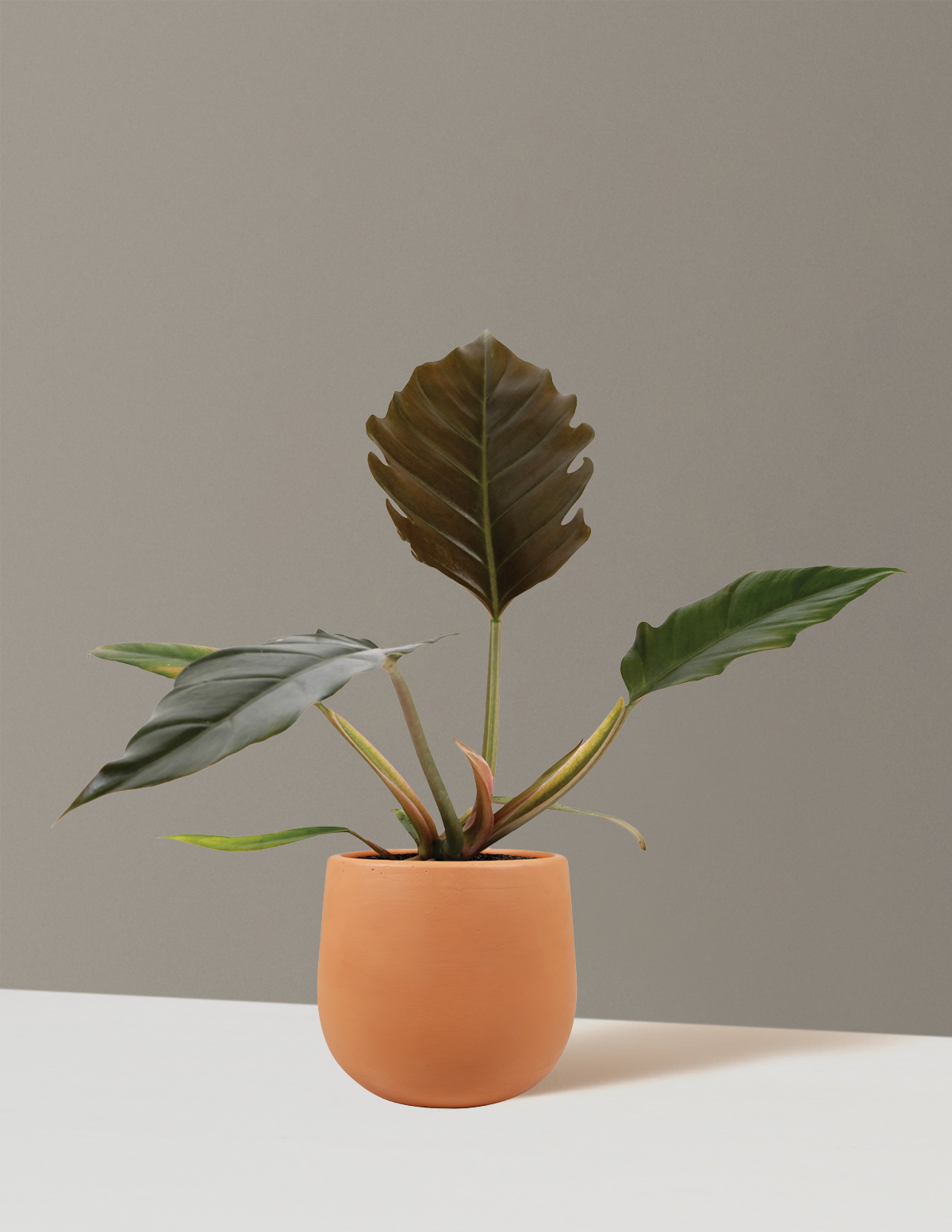 Alocasia zebrina 'Raven Stalk' | Seller's Choice, Hong Kong Collection
