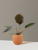 Alocasia zebrina 'Raven Stalk' | Seller's Choice, Hong Kong Collection