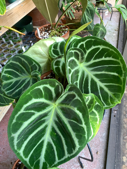 Anthurium 'Dorayaki' | Seller's Choice, Hong Kong Collection