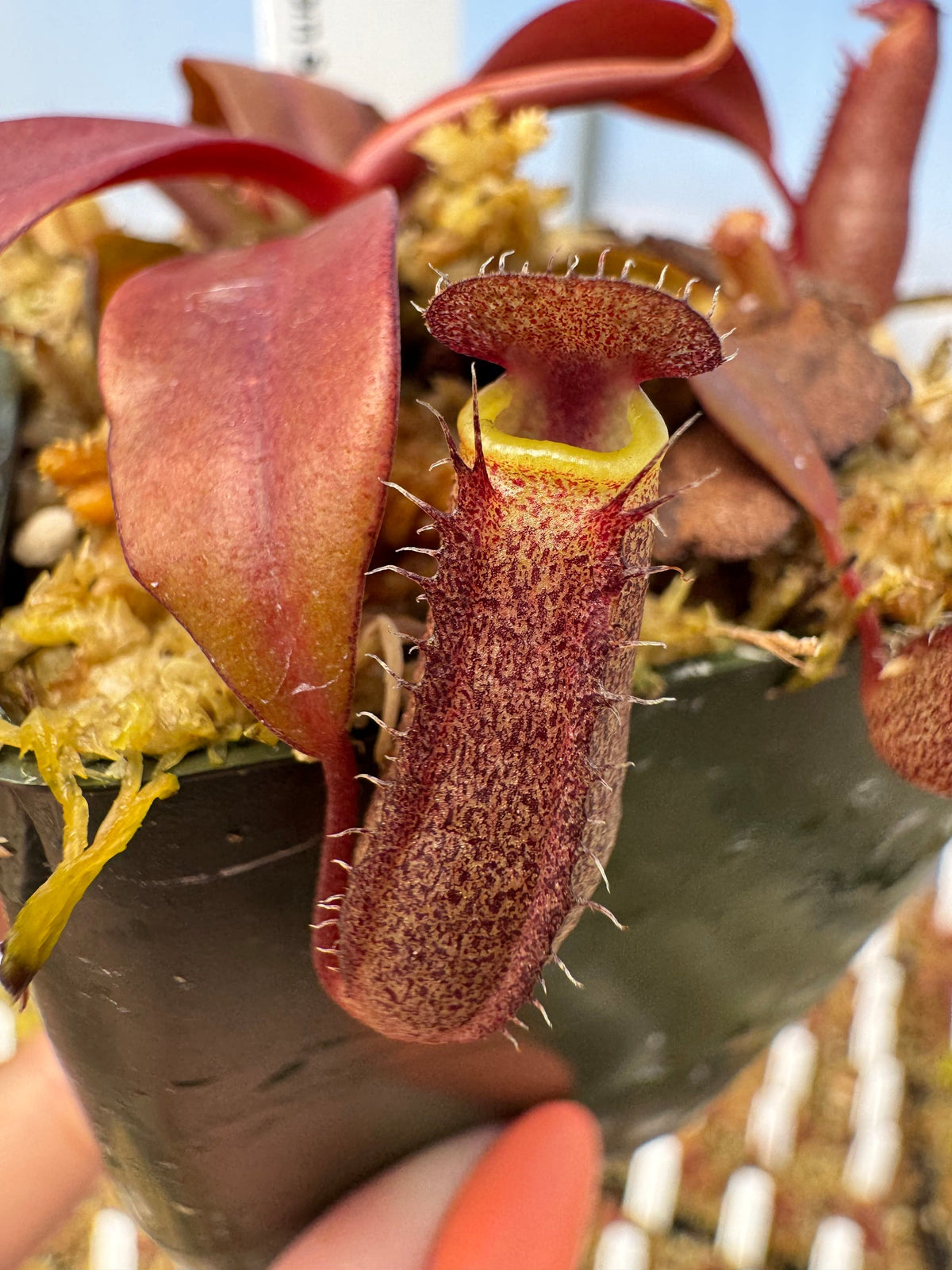 Nepenthes 'Rebecca Soper' TC | Seller's Choice, Hainan Collection