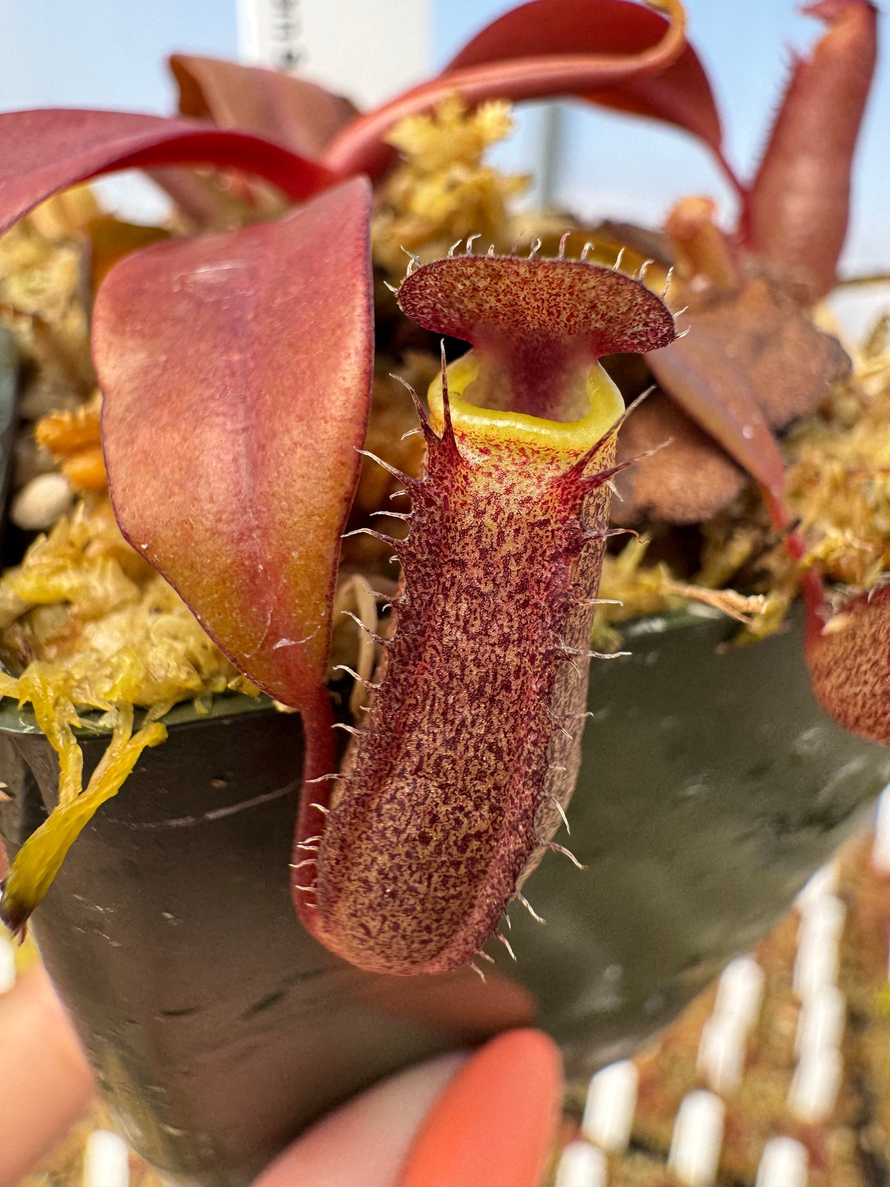 Nepenthes 'Rebecca Soper' TC | Seller's Choice, Hainan Collection