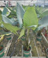 Alocasia Zebrina TC | Grower's Choice, Foshan Collection