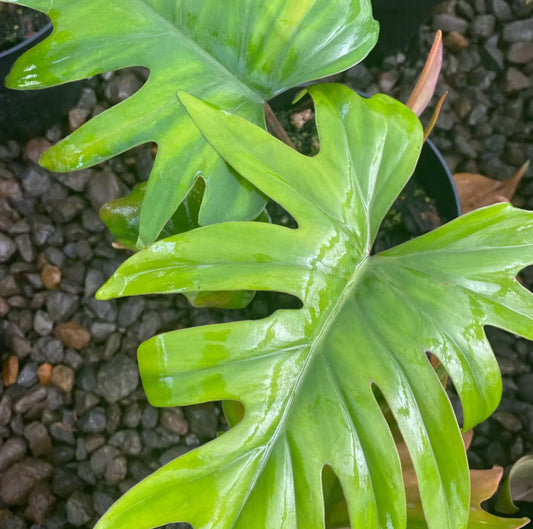 Philodendron mayoi Tahiti | Seller's Choice, Hainan Collection