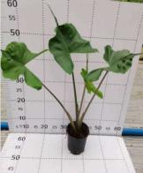 Alocasia Stingray TC | Grower's Choice, Foshan Collection