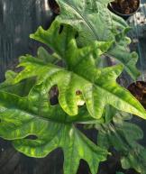 Alocasia Tandurusa Alocasia Jacklyn TC | Grower's Choice, Foshan Collection
