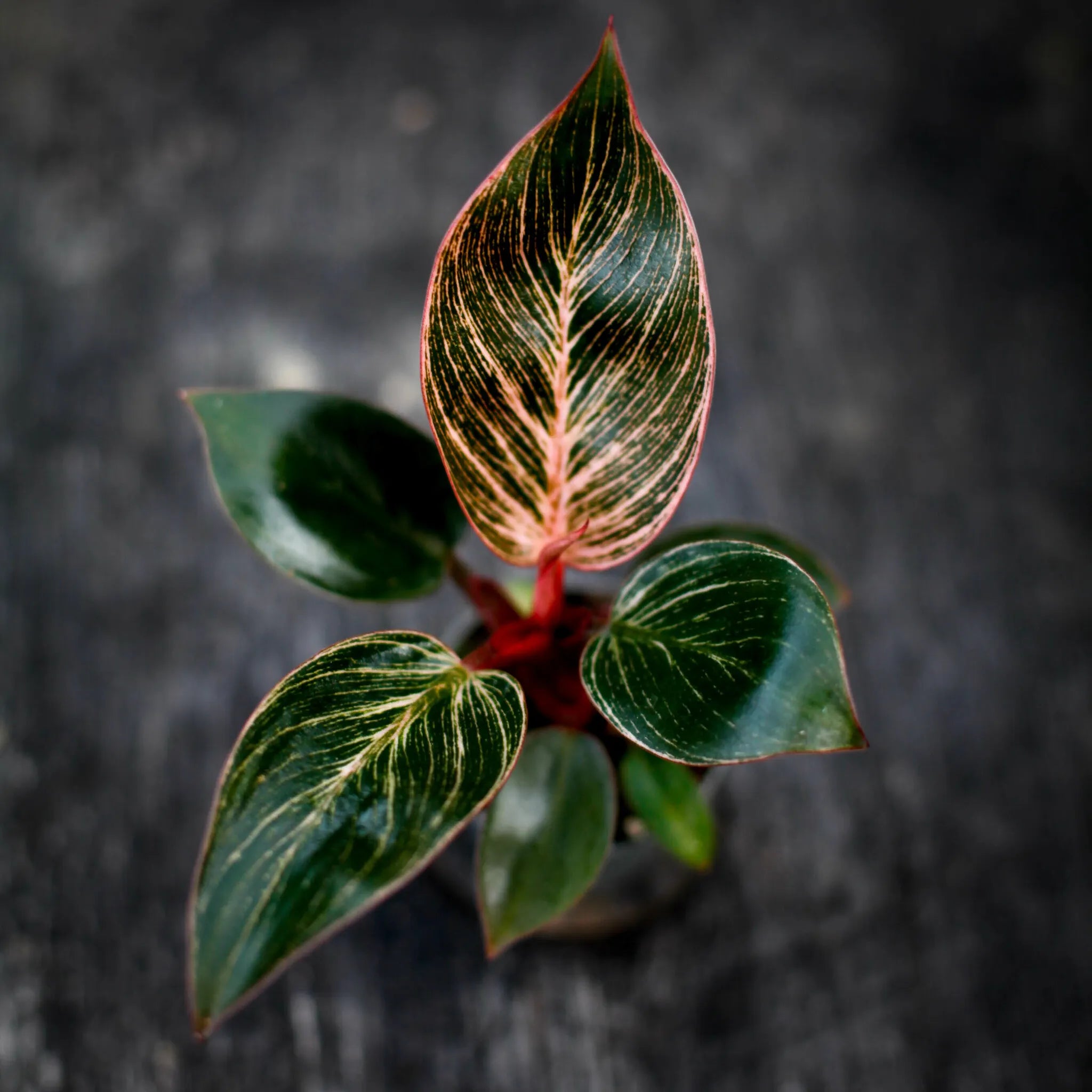 Philodendron 'Pink Bikini' | Seller's Choice, Hong Kong Collection