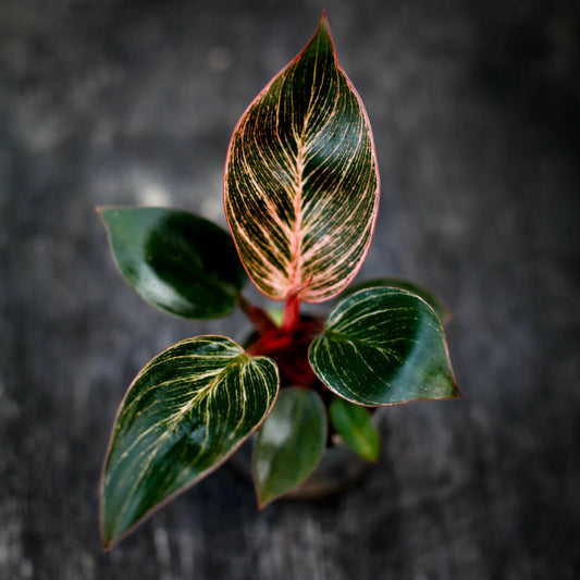 Philodendron 'Pink Bikini' | Seller's Choice, Hong Kong Collection