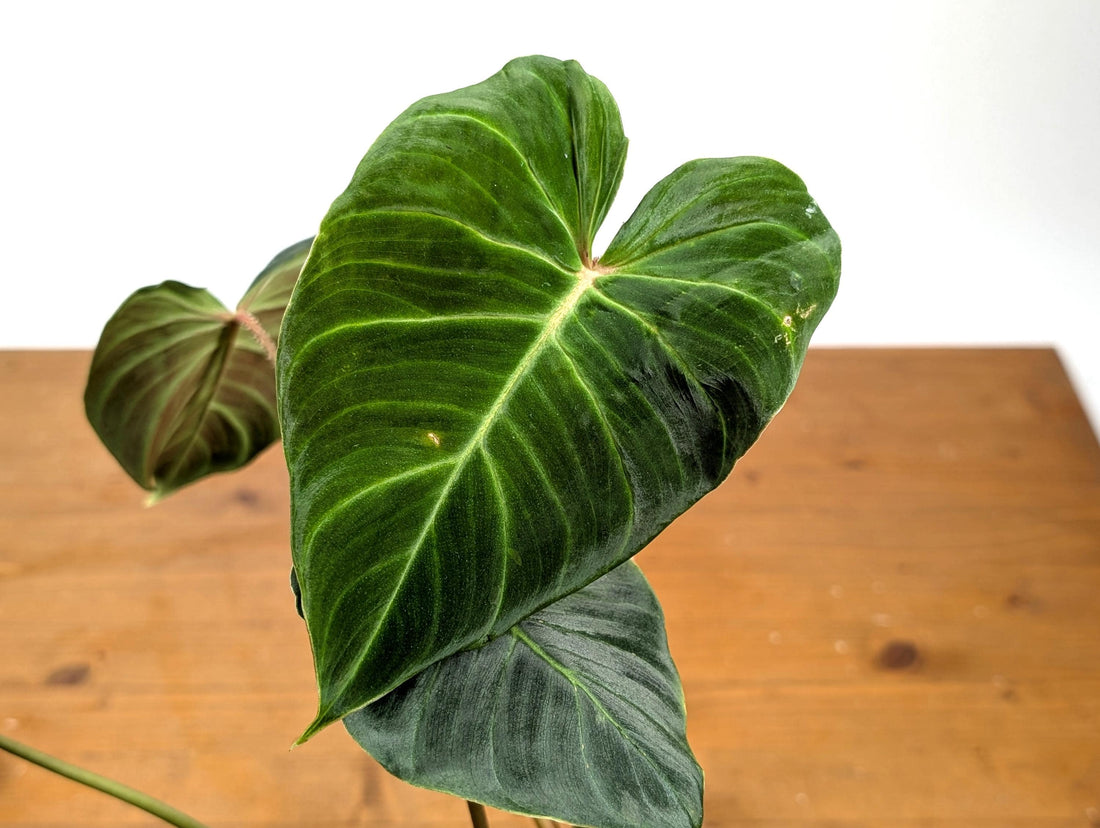Philodendron verrucosum 'Green Hair' | Seller's Choice, Hong Kong Collection