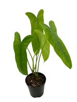 Philodendron 'Sharoniae San Antonic' TC | Grower's Choice, Foshan Collection