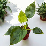 Philodendron Warscewiczii Green | Seller's Choice, Hainan Collection