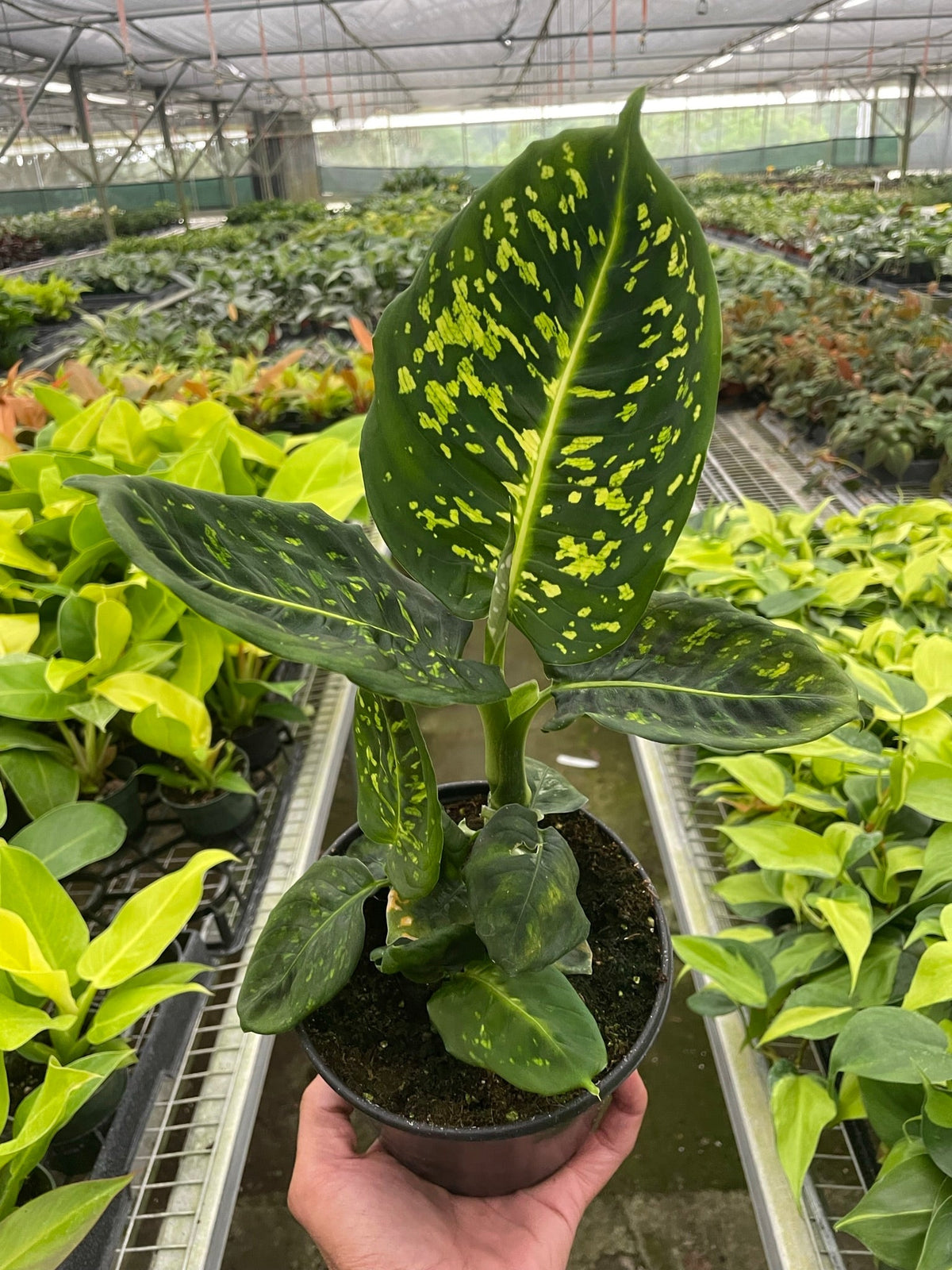 Dieffenbachia 'Reflector' | Seller's Choice, Hong Kong Collection