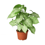 Syngonium 'White butterfly' | Seller's Choice, Hong Kong Collection