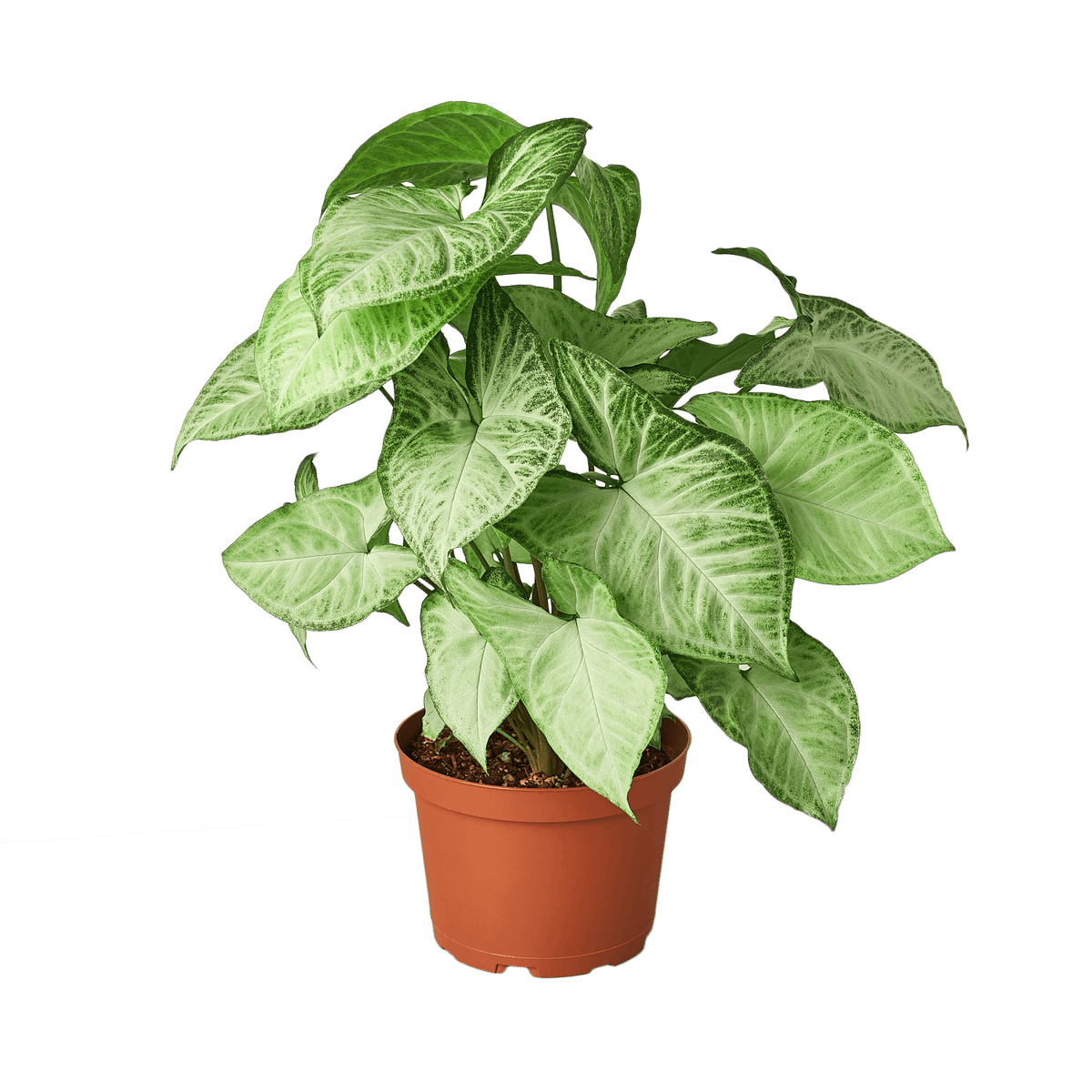 Syngonium 'White butterfly' | Seller's Choice, Hong Kong Collection