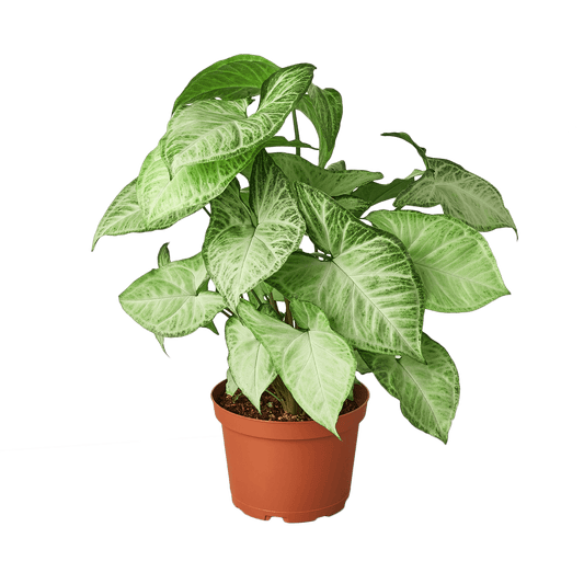 Syngonium 'White butterfly' | Seller's Choice, Hong Kong Collection