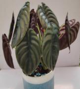 Alocasia Cuprea TC | Grower's Choice, Foshan Collection