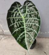 Alocasia Watsoniana TC | Grower's Choice, Foshan Collection