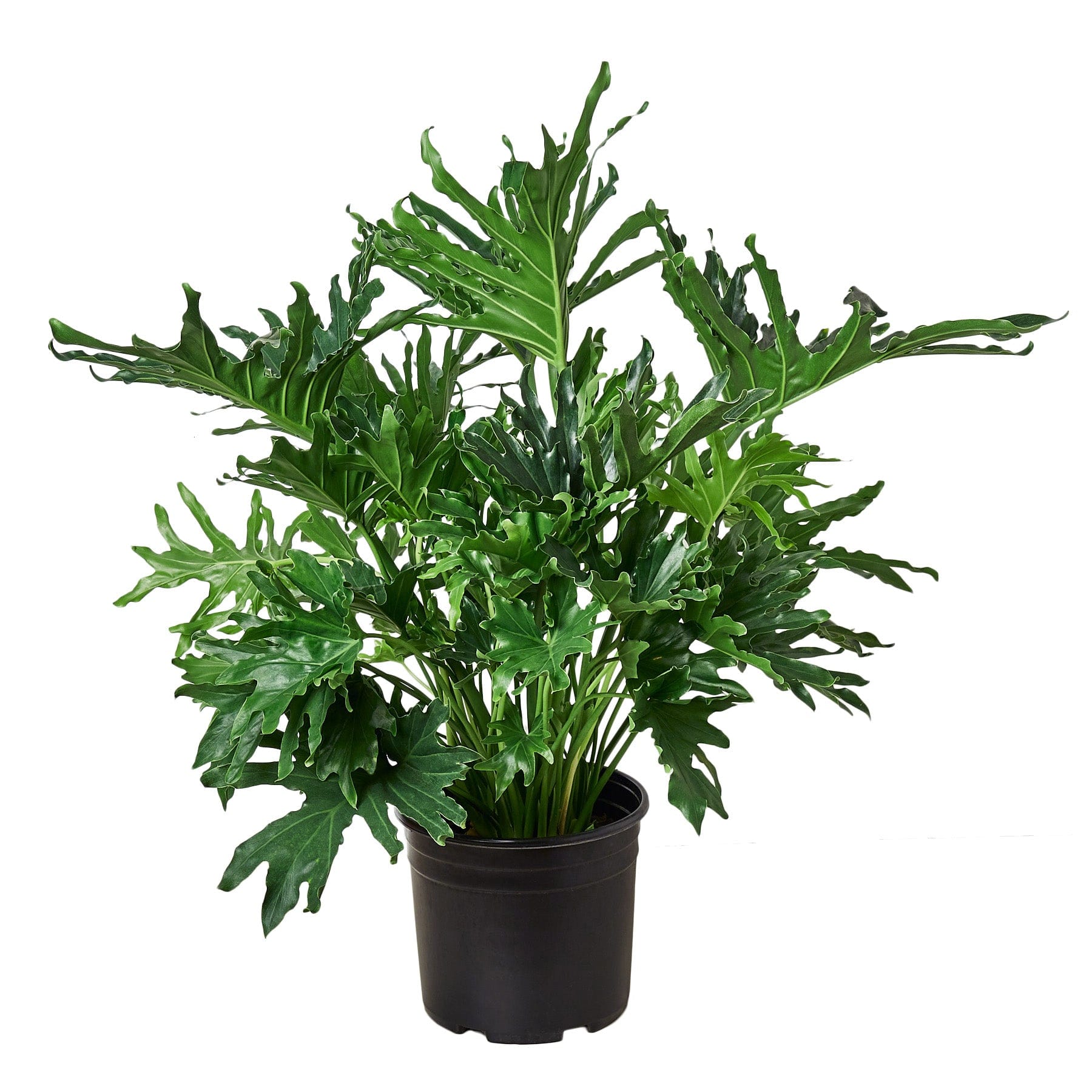 Philodendron selloum 'Lickety Split' | Seller's Choice, Hong Kong Collection