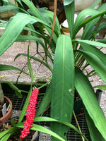Anthurium barkeri | Seller's Choice, Hong Kong Collection