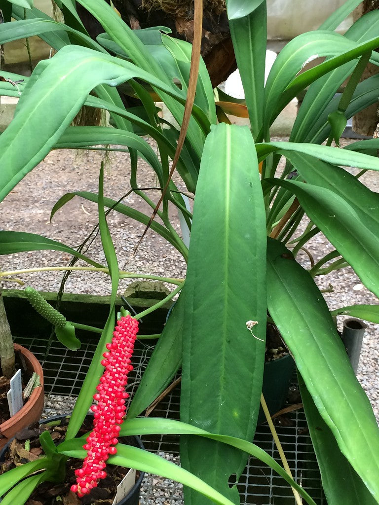 Anthurium barkeri | Seller's Choice, Hong Kong Collection