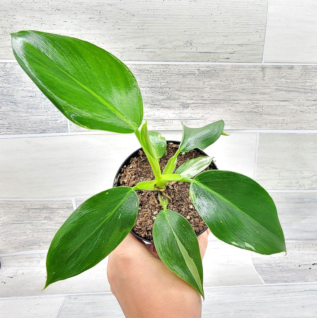 Philodendron 'Congo Apple' | Seller's Choice, Hainan Collection