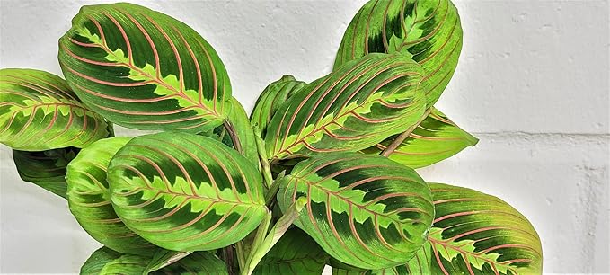 Maranta Leuconeura 'Marisela' | Seller's Choice, Hainan Collection