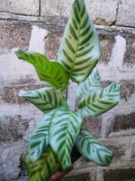 Calathea bella | Seller's Choice, Hong Kong Collection