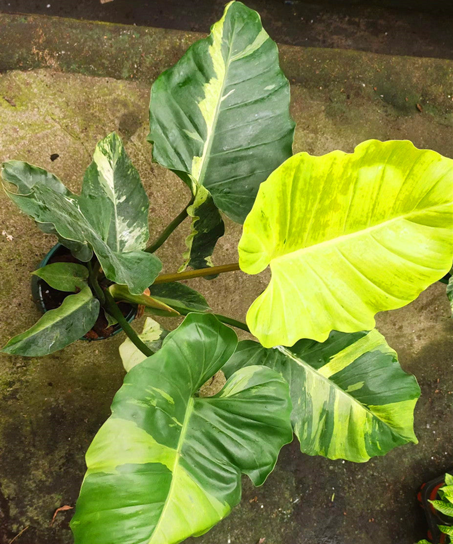 Philodendron 'Snowdrift'Variegated | Seller's Choice, Hainan Collection