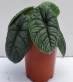 Alocasia Hami Melo TC | Grower's Choice, Foshan Collection