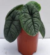 Alocasia Hami Melo TC | Grower's Choice, Foshan Collection