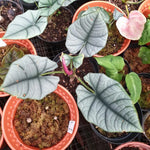Alocasia reginae 'Elaine' | Seller's Choice, Hong Kong Collection