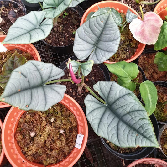 Alocasia reginae 'Elaine' | Seller's Choice, Hong Kong Collection