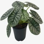 Alocasia 'Silver Dragon' TC | Seller's Choice, Hong Kong Collection