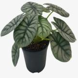 Alocasia 'Silver Dragon' TC | Seller's Choice, Hong Kong Collection
