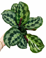Calathea 'Helen Kennedy' | Seller's Choice, Hainan Collection
