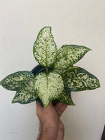 Aglaonema 'White Beauty' | Seller's Choice, Hong Kong Collection