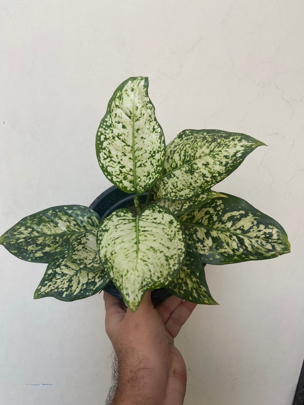 Aglaonema 'White Beauty' | Seller's Choice, Hong Kong Collection