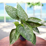 Schismatoglottis scortechinii | Seller's Choice, Hong Kong Collection
