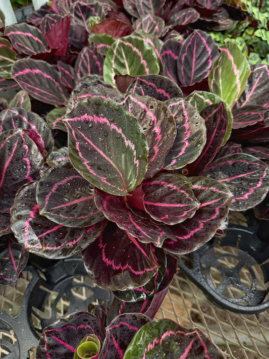 Calathea roseopicta 'Dottie' | Seller's Choice, Hong Kong Collection