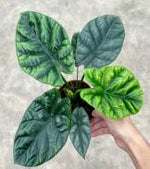 Alocasia Sinuata TC | Grower's Choice, Foshan Collection