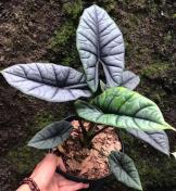 Alocasia 'Reginae' TC | Grower's Choice, Foshan Collection