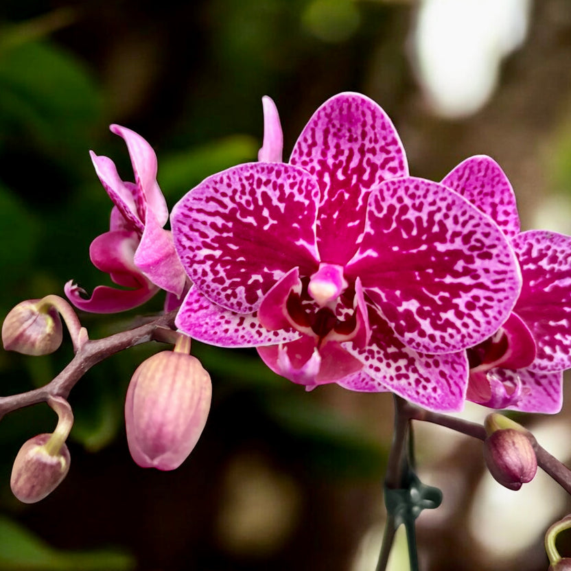 Phalaenopsis 'Happy Time' | Seller's Choice, Hong Kong Collection