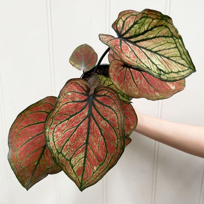 Caladium Ruby TC | Grower's Choice, Foshan Collection