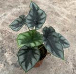 Alocasia Reversa Hannah TC | Grower's Choice, Foshan Collection