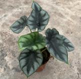 Alocasia Reversa Hannah TC | Grower's Choice, Foshan Collection