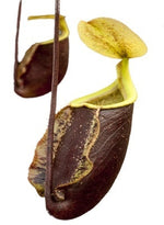 Nepenthes rafflesiana × sibuyanensis TC | Seller's Choice, Hainan Collection