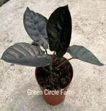 Alocasia infernalis 'Black Magic' TC | Seller's Choice, Hong Kong Collection