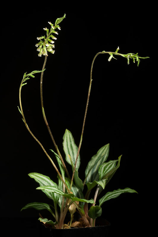 Cyclopogon lindleyanum | Seller's Choice, Hong Kong Collection