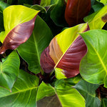 Philodendron 'red moon'Variegated(Grade B) | Seller's Choice, Hainan Collection