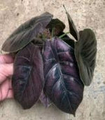 Alocasia Azlanii TC | Grower's Choice, Foshan Collection
